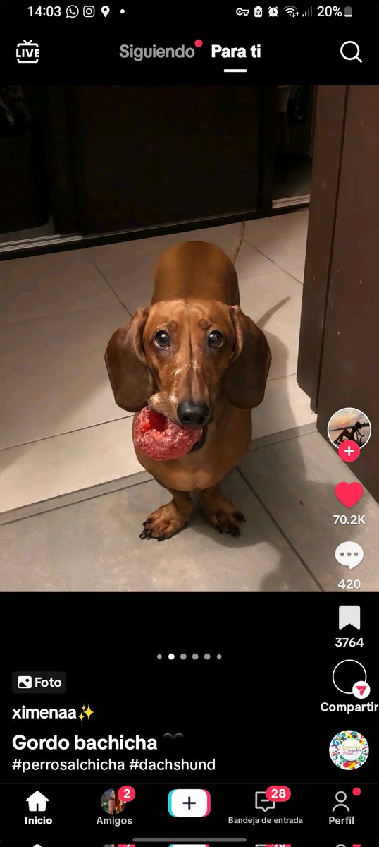 basta! con este trend me dan ganas de tener un perro salchicha gordo bachicha