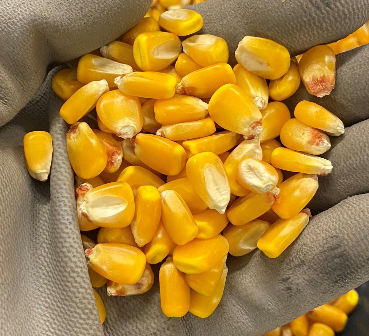 Interested in learning about corn grain physical properties and grain composition?
Corteva Agriscience is searching for a 3-6 month intern to work in food grade corn. Has to be a student enrolled in a US university. See the link on how to apply:
careers.corteva.com/job-en/1927608…