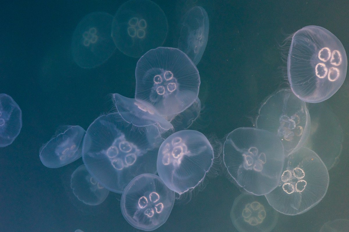 — jellyfish of the day🪼⋆.ೃ࿔*:･

the moon jelly (aurelia aurita) 🌕 ! one of the most popular jelly species, they feed on zooplankton and can get up to 24in in diameter ! they can be found in most oceans &amp; seas around the globe, but they’re mostly a coastal species ! 🫧