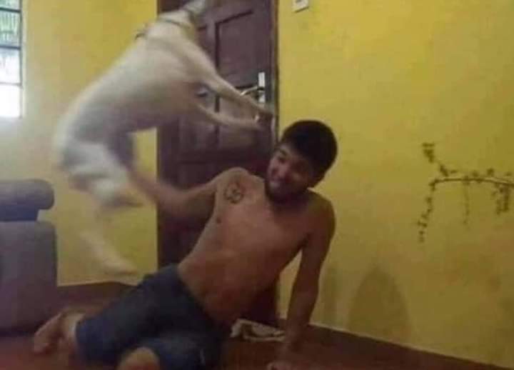 *Basta no quiero jugar más*

Mi perro todo endemoniado :