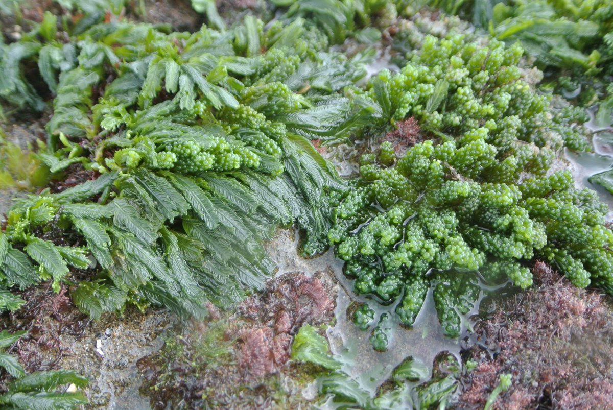 Yeyox_'s tweet photo. #Caulerpa #DiaMundialAlgas #WorldAlgaeDay #phycologyfriday Veracruz, México https://t.co/vsisg349FA
