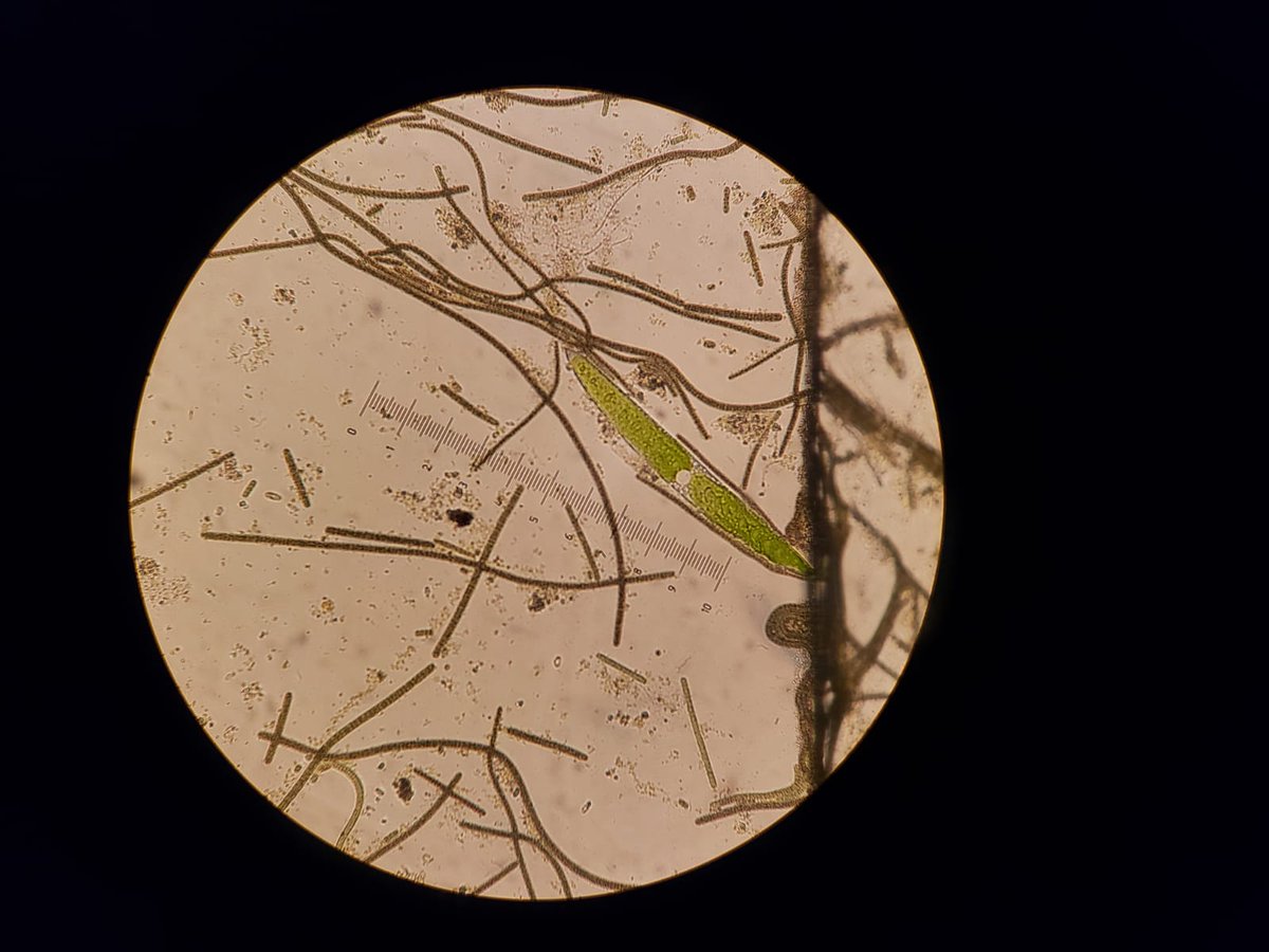 LabIkiam's tweet photo. KNOWLEDGE IS GROWING UP!
@WalterQ7085 (LBMB technician) is participating in the "Regional Training Course on Identification of Cyanobacteria Species by Microscopy and Basic Molecular Biology" at the ICMYL, Mazatlán Mexico, with 18 countries from LATAM and the Caribbean. 🧵 https://t.co/oQjqr2xeAj