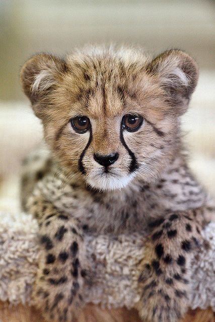 baby leopard