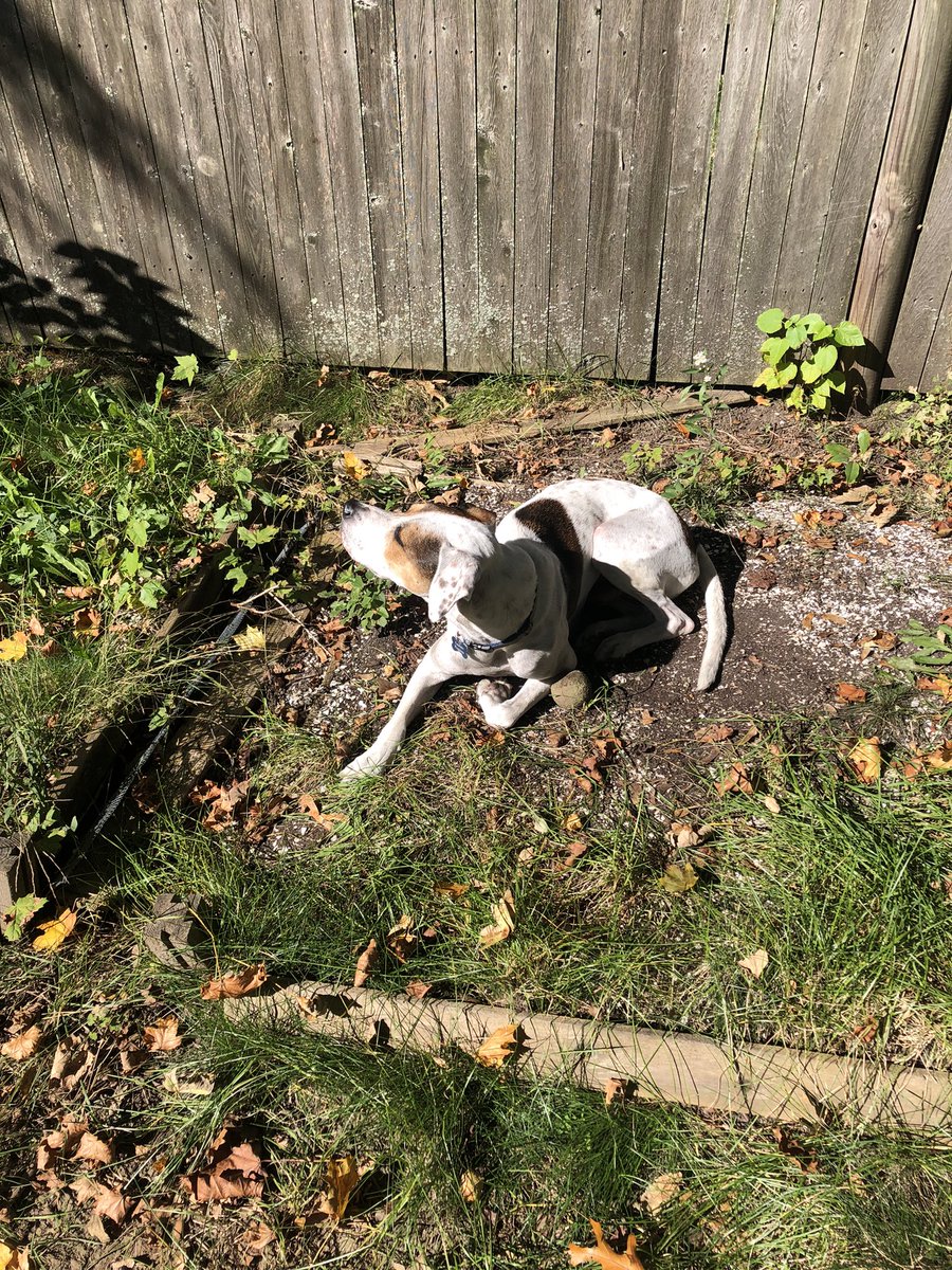 AnderBois's tweet photo. I don’t really have time to maintain a garden these days, but my fall crop of cute dog seems to be coming in nicely.
#CaptainRuggles https://t.co/ISzmYMpJLI