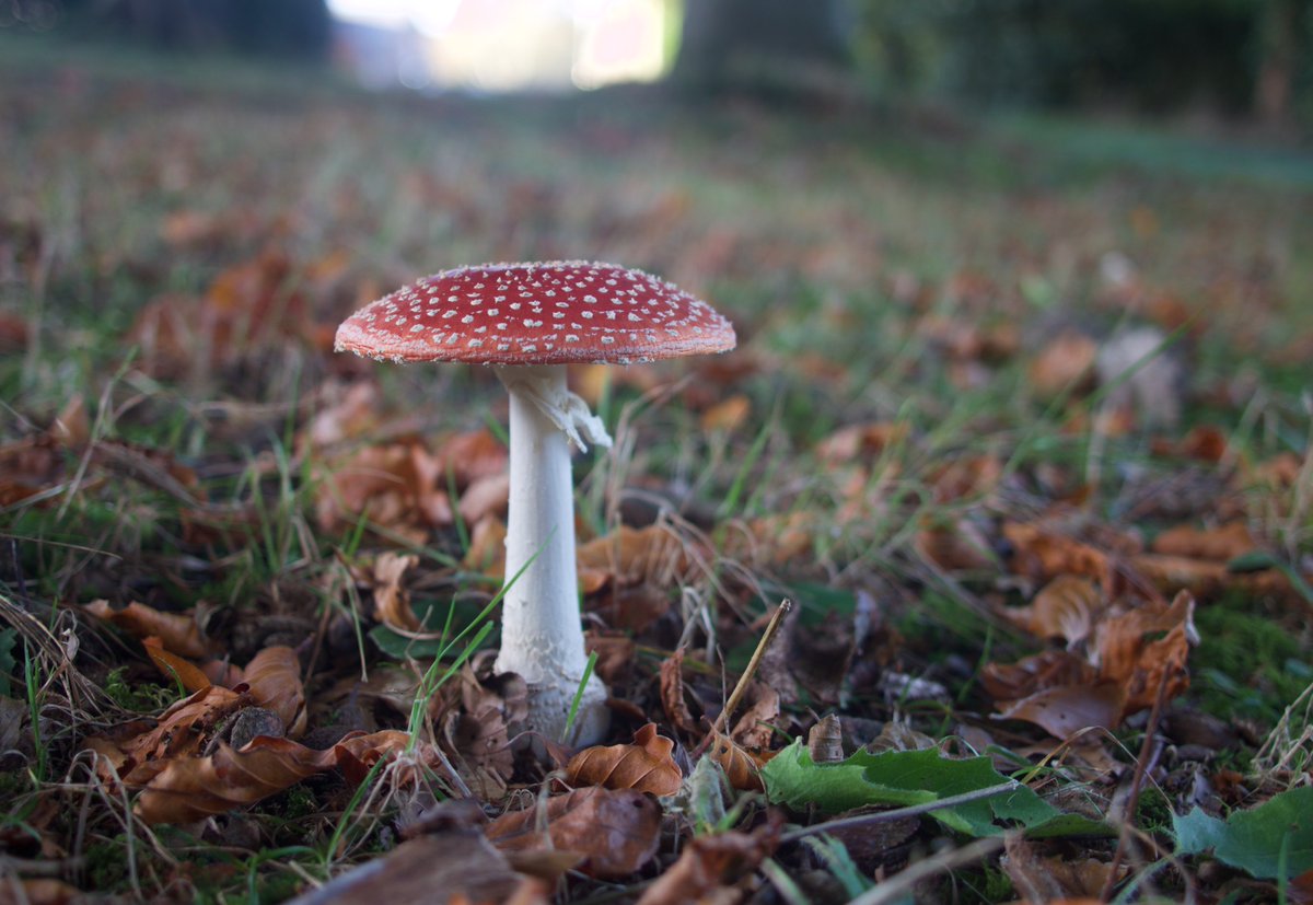 leslieakent's tweet photo. Everything's coming up rosy @StrathallanSchl: fly #agaric the stereotypical #toadstool growing across the school site @ScotWildlife @FantasticFungi @PerthshireWild @BritMycolSoc (school main building makes a fabulous backdrop) #mushroom An important symbiont with trees on campus https://t.co/SEiXirRnQv
