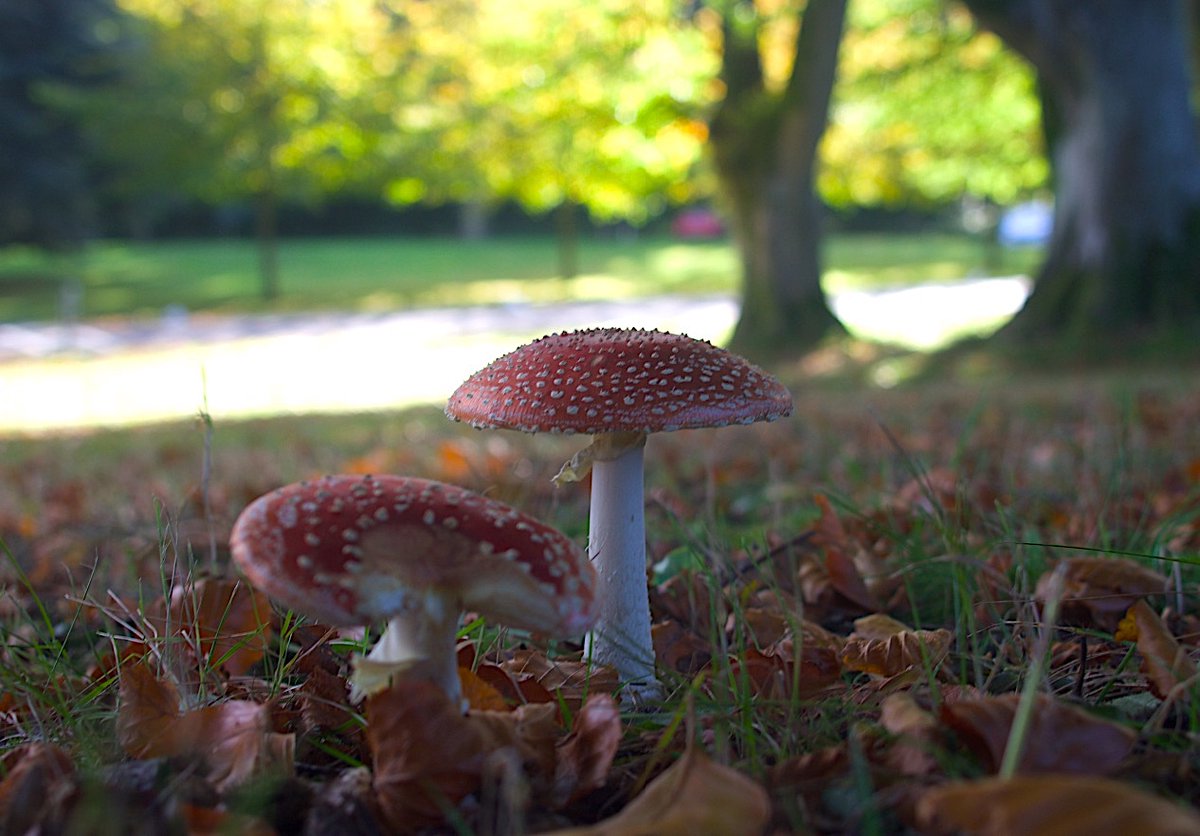 leslieakent's tweet photo. Everything's coming up rosy @StrathallanSchl: fly #agaric the stereotypical #toadstool growing across the school site @ScotWildlife @FantasticFungi @PerthshireWild @BritMycolSoc (school main building makes a fabulous backdrop) #mushroom An important symbiont with trees on campus https://t.co/SEiXirRnQv