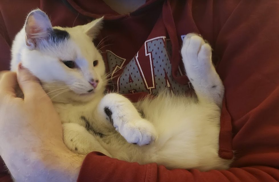 Potential History tweet media