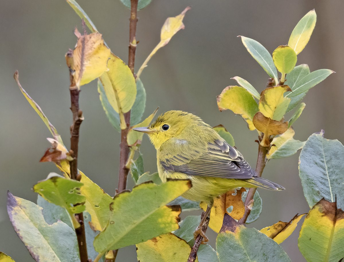 Yellow Warbler at Hoswick yesterday, another fine addition to mainland Shetland's autumn tally of Americans. Top find by @TameBirding and @julianallen2009; @NatureInShet