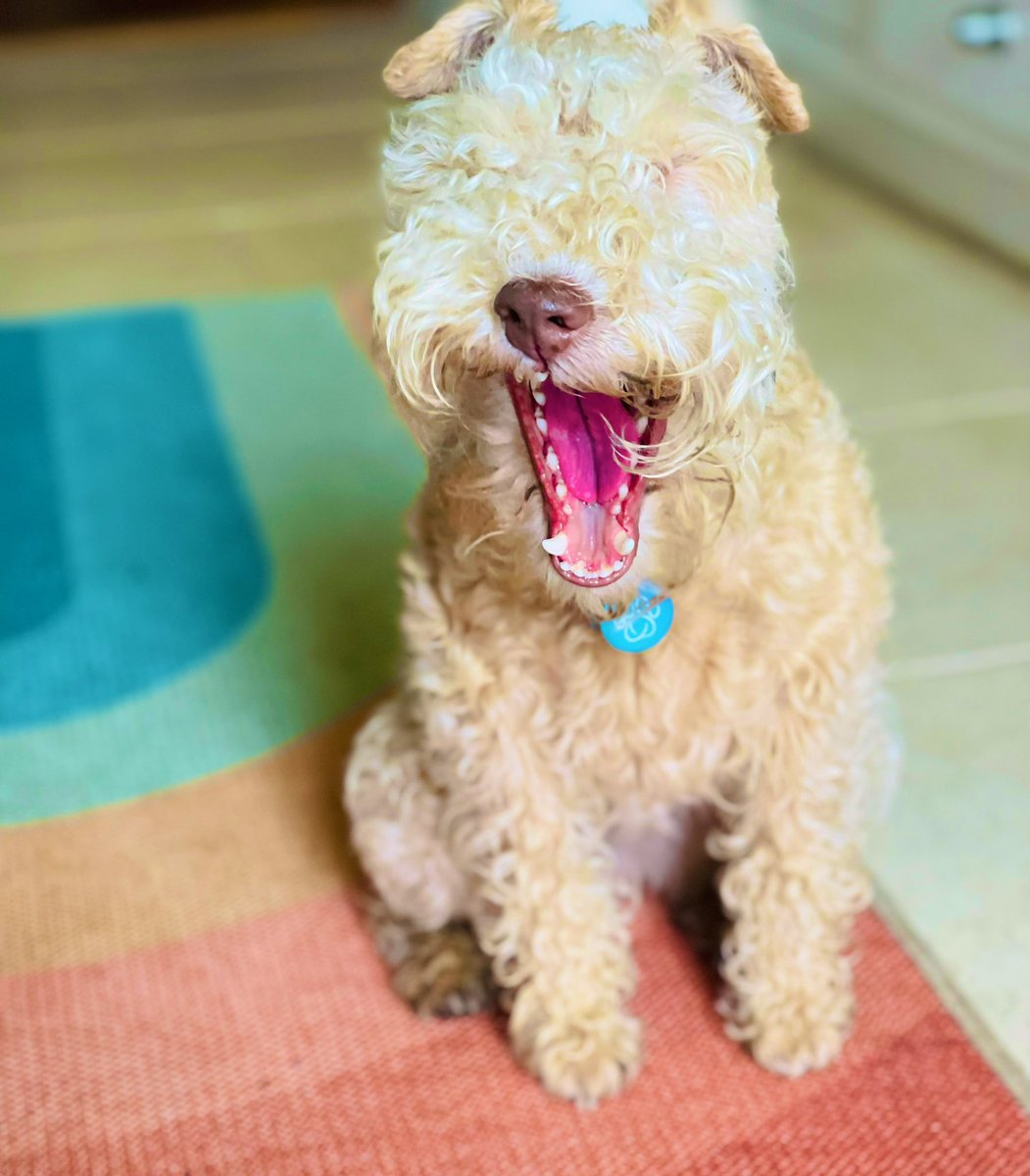 PoppytheLakelandTerrier tweet media