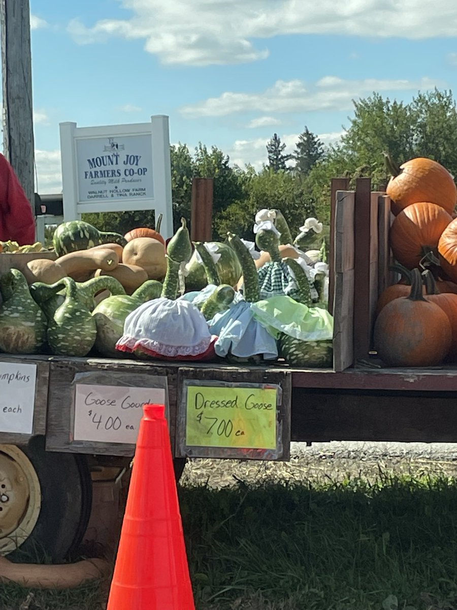 jenxor's tweet photo. so last year in PA I saw these gourds for sale labeled as  a “dressed goose” and have since regretted not buying one because come on how cute. so THIS year, I made my own in a little daisy dress😂😂😂 https://t.co/URlOArSpLu