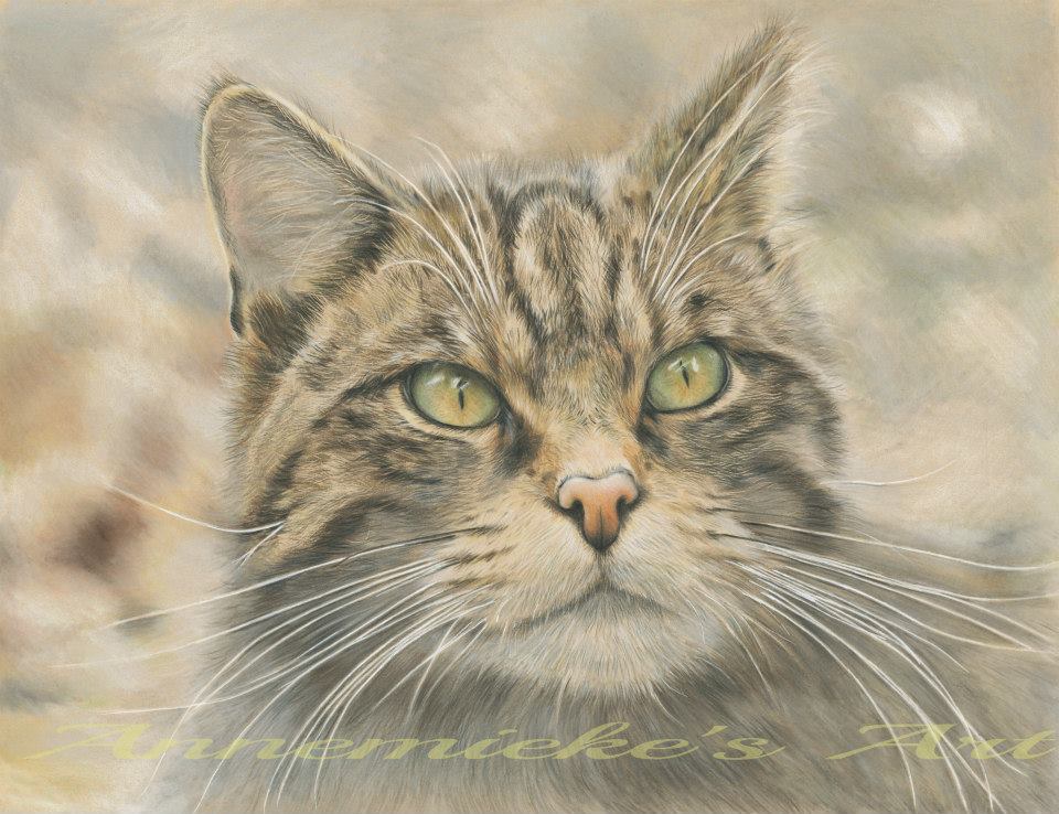 Well the weather seems to be turning for real now so I will get back to drawing soon 😬 From quite a long time ago : Scottish Wildcat or Highland Tiger, I drew this to raise money for the Wildcat Haven in the Scottish Highlands. Photo used with permission.

#criticallyendangered