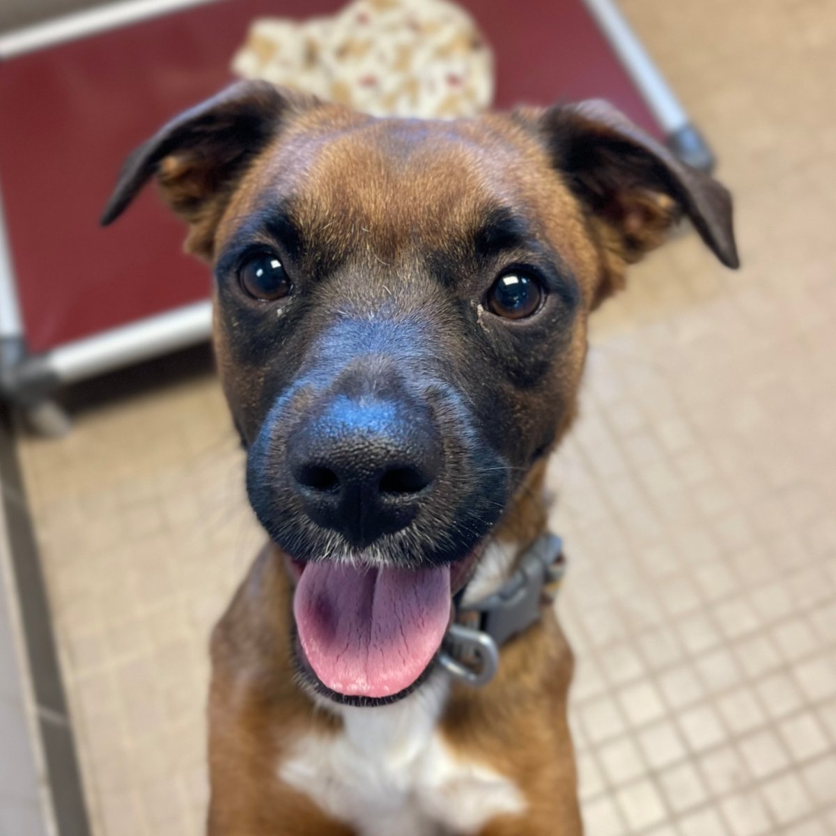 AnimalHumaneNM's tweet image. But first, Coffee ☕

This pint-sized pup has energy to match your morning espresso! Coffee (A#80684) is a bold 1-year-old who's ready to become your new obsession.  

This October, all dogs have donation-based adoptions! Visit AnimalHumaneNM.org to see available pets.