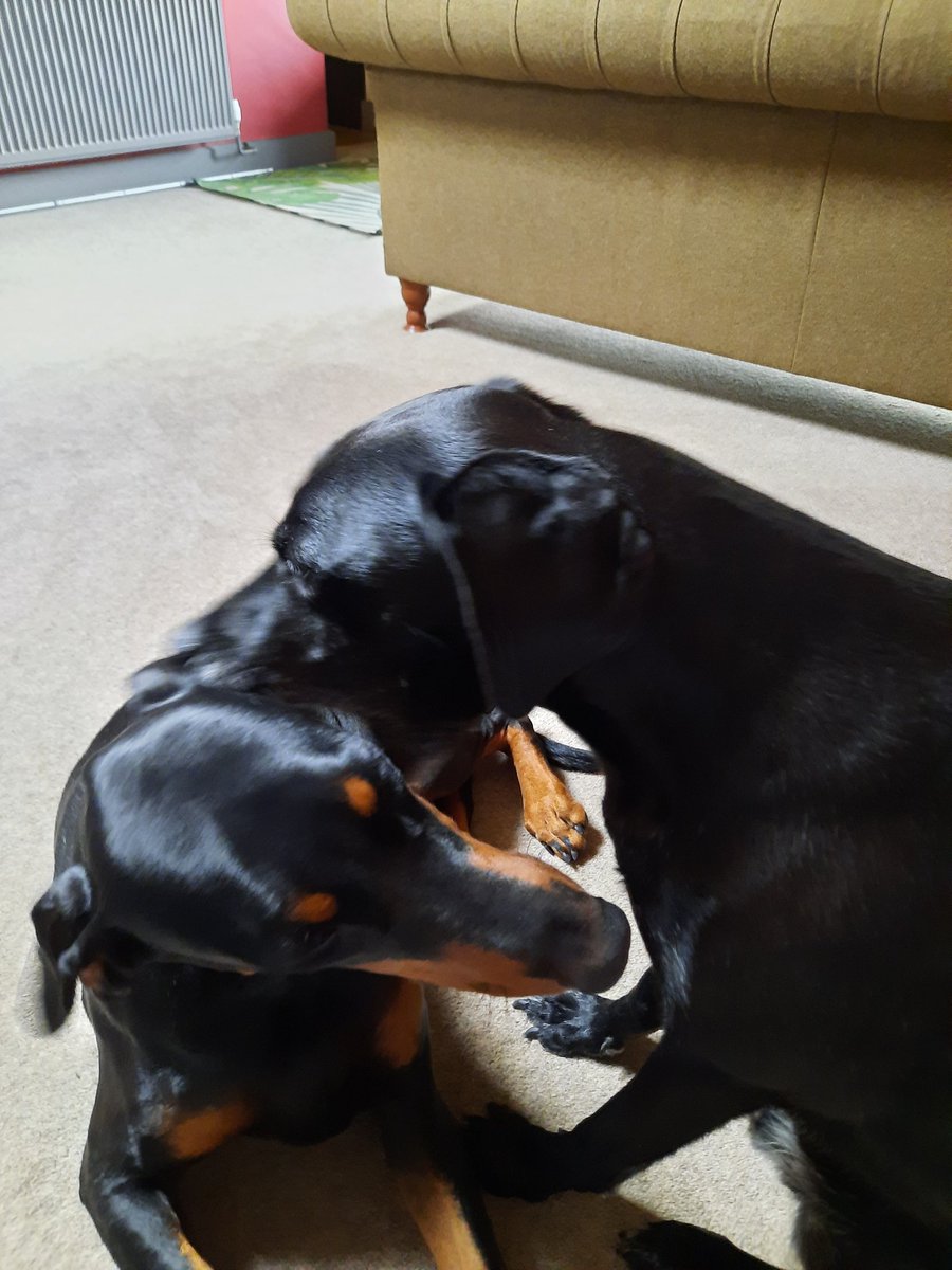 NotBadForHerAge's tweet image. Fred started mouthing Damson, she showed him that her mouth was bigger than his, then they rolled around on the floor for a bit..😅 #playfighting #bestfriends #dogsplaying #Damson #Dobermann #Fred #dogs #dogsoftwitter