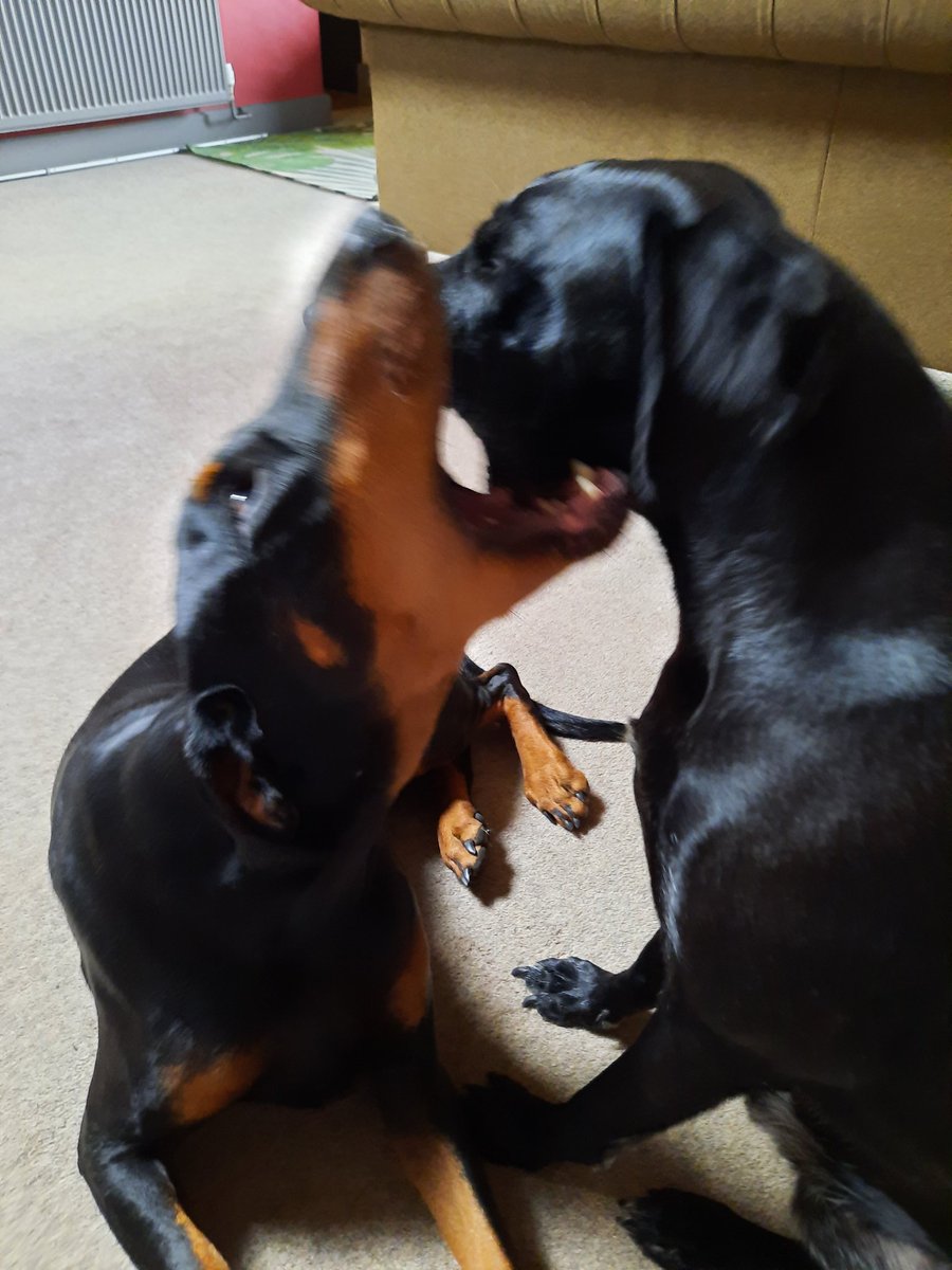 NotBadForHerAge's tweet image. Fred started mouthing Damson, she showed him that her mouth was bigger than his, then they rolled around on the floor for a bit..😅 #playfighting #bestfriends #dogsplaying #Damson #Dobermann #Fred #dogs #dogsoftwitter