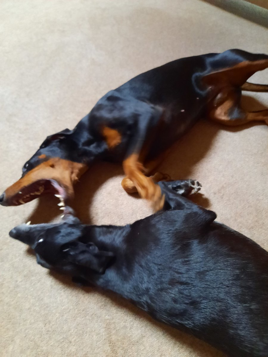 NotBadForHerAge's tweet image. Fred started mouthing Damson, she showed him that her mouth was bigger than his, then they rolled around on the floor for a bit..😅 #playfighting #bestfriends #dogsplaying #Damson #Dobermann #Fred #dogs #dogsoftwitter