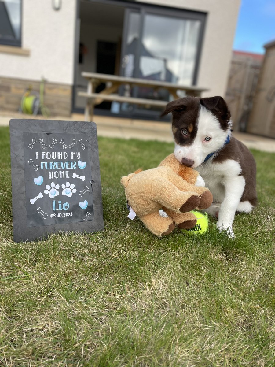 mariel209's tweet photo. Welcome to the family little Lio 🥰🐶🐾 https://t.co/i1kcKvkSoJ