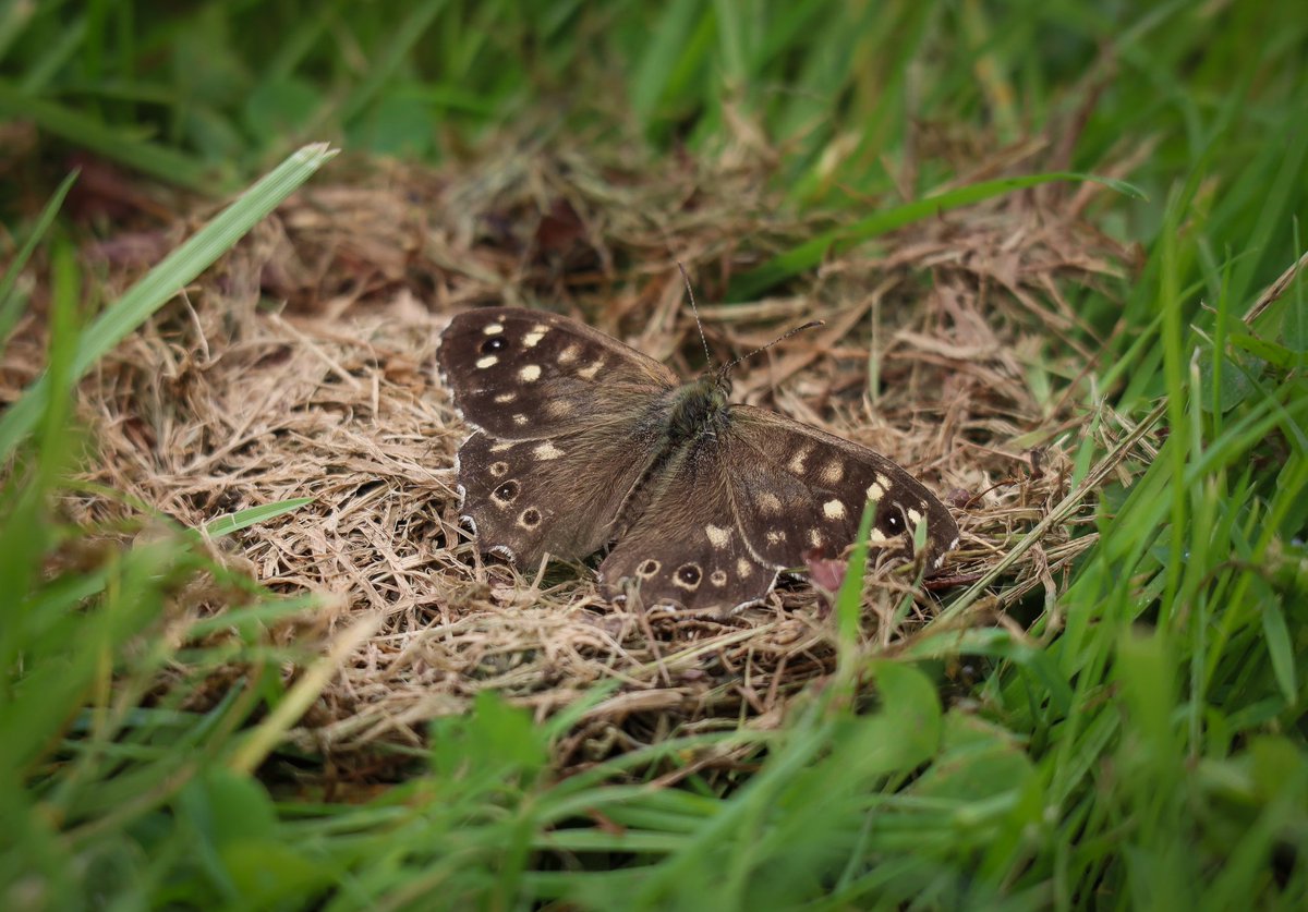 Speckled wood butterfly camouflaged against the grass 🦋

#butterfly #butterfliesofinstagram #insect #insectphotography #macrophotography #wildlifephotography #naturephotography #canonm50markii #gloucester #speckledwood #speckledwoodbutterfly #camouflage #smallworldlovers