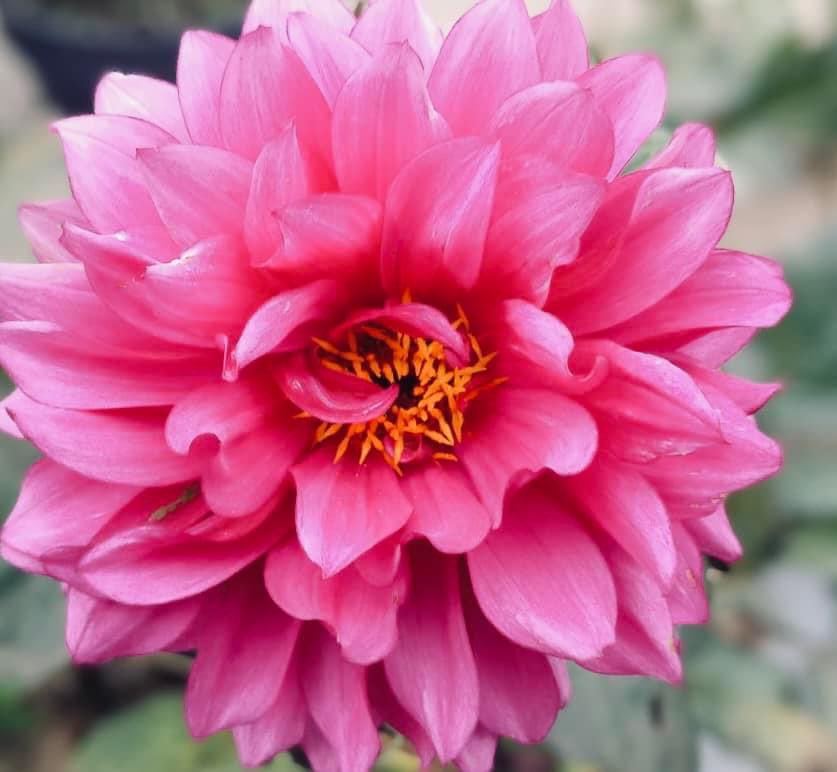 chernorris's tweet photo. Happy #FlowersOnFriday ๐ฉท๐ธ๐บ๐งก๐ #dahlialove in #mygarden #Flowers #FlowerPhotography have a great #Friday13thLuck ๐ https://t.co/GWahwV7v0q