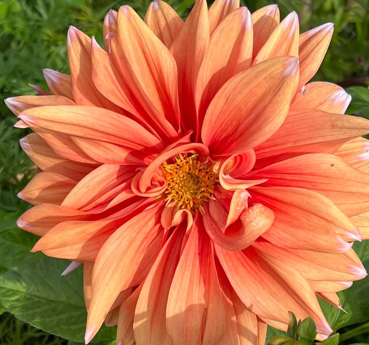 chernorris's tweet photo. Happy #FlowersOnFriday ๐ฉท๐ธ๐บ๐งก๐ #dahlialove in #mygarden #Flowers #FlowerPhotography have a great #Friday13thLuck ๐ https://t.co/GWahwV7v0q