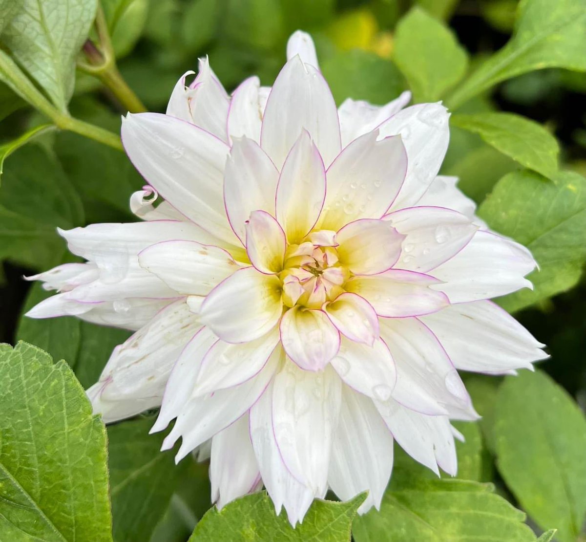 chernorris's tweet photo. Happy #FlowersOnFriday ๐ฉท๐ธ๐บ๐งก๐ #dahlialove in #mygarden #Flowers #FlowerPhotography have a great #Friday13thLuck ๐ https://t.co/GWahwV7v0q