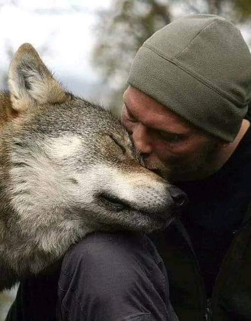Wolf Family (@wolves_familes) on Twitter photo 