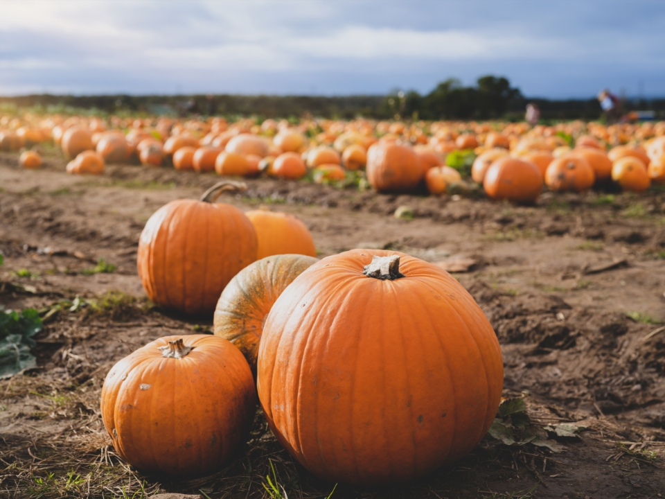 DonnerLakeVilla's tweet photo. Experience the allure of autumn at #12thAnnualFallFestival in #Truckee! Explore crafts, games &amp; a cozy pumpkin patch. As the mountain chill sets in, warm up with festive vibes and family fun. Join us at #donnerlakevillage for more fun! https://t.co/JWRD5Dcudg https://t.co/dJMNImu6wW