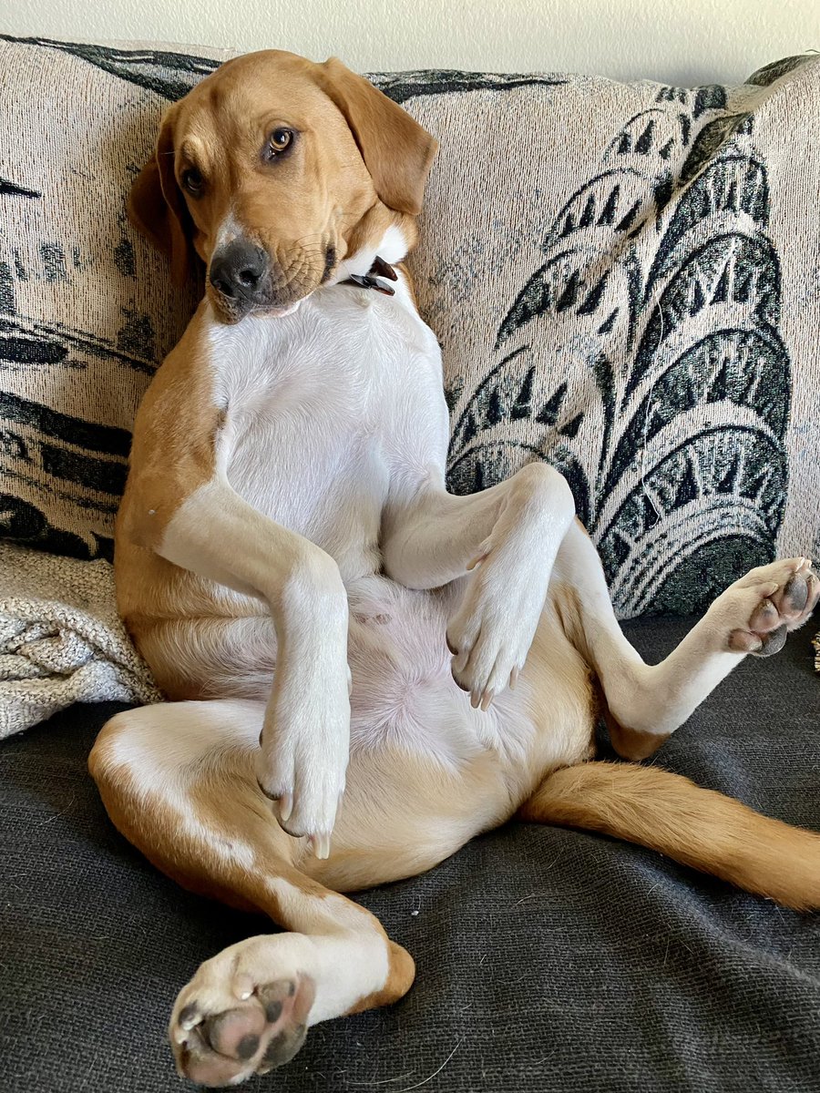 jo_anagram's tweet photo. anyway here’s a photo of my dog to defuse the tension in your timeline https://t.co/MHJmugawaZ