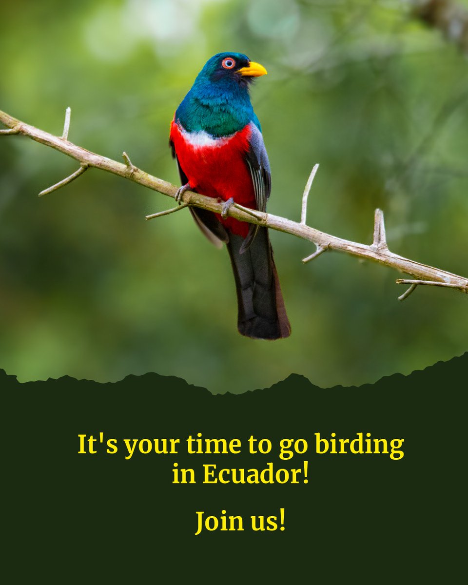 October is the month to go birding! 

In this #OctoberBigDay we want to remind you of the reasons why Ecuador is the ideal place for bird lovers.🦜🇪🇨

Stay tuned for the upcoming XII South American Bird Fair that will take place in Mindo from October 26th to 29th.

#TimeToReset