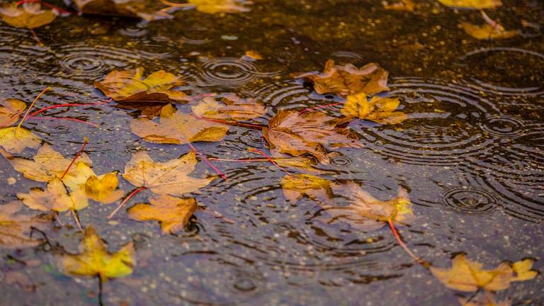 SlagharenAlert's tweet photo. HERFST - De avonden worden alweer flink korter. Tijd om weer (extra) alert te zijn. Denk jij: ik kan wel wat hulp gebruiken of hulp aanbieden? Word lid van onze Whatsappgroep voor Buurtpreventie. Inmiddels zijn ruim 250 inwoners actief. Meld je aan via: https://t.co/YZjrvsYmTg https://t.co/0WsYkPeD3f