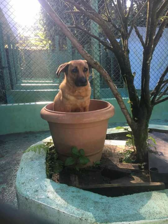 BichinhosFB's tweet photo. Não compre plante https://t.co/ddQAM3FLiw