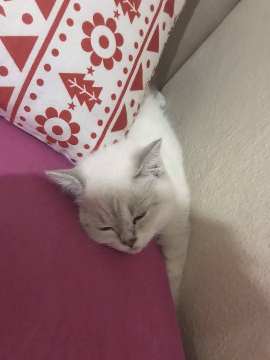 Sen ne masum bi şeysin güzel kızım 🫶🏻