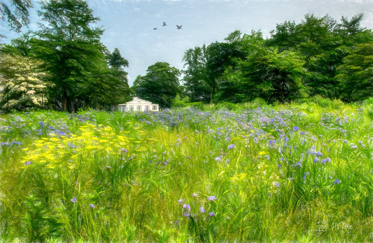 Flower Field
#wildflowers #nature #bokeh #flowers #photography #DigitalArt #RyeNY @Jayheritage #JayHeritageCenter #meadow #field #NationalHistoricLandmark