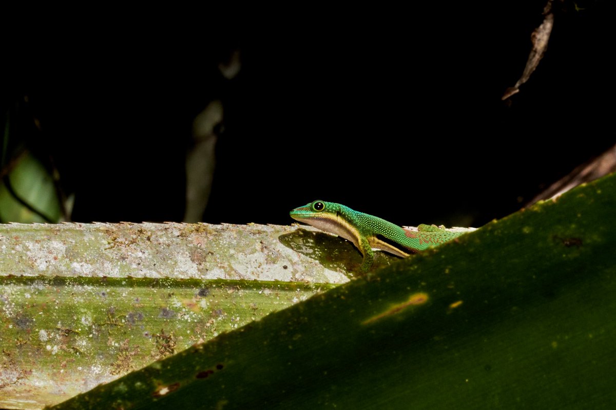bownaankamal's tweet photo. Speckled Day Gecko | Analamazaotra | Madagascar
.
.
#SpeckledDayGecko #natureinspired #gecko #bownaankamal #jawsafrica #madagascarwildlife #nikonnature #wild #nikonnofilter #geckos #mynikonlife #madagascar #Analamazaotra #protectwildlife #africa #natgeoplanet #nikonindiaofficial #reptiles #nikonasia #natgeo #goldenhour #planetearth #natgeoru