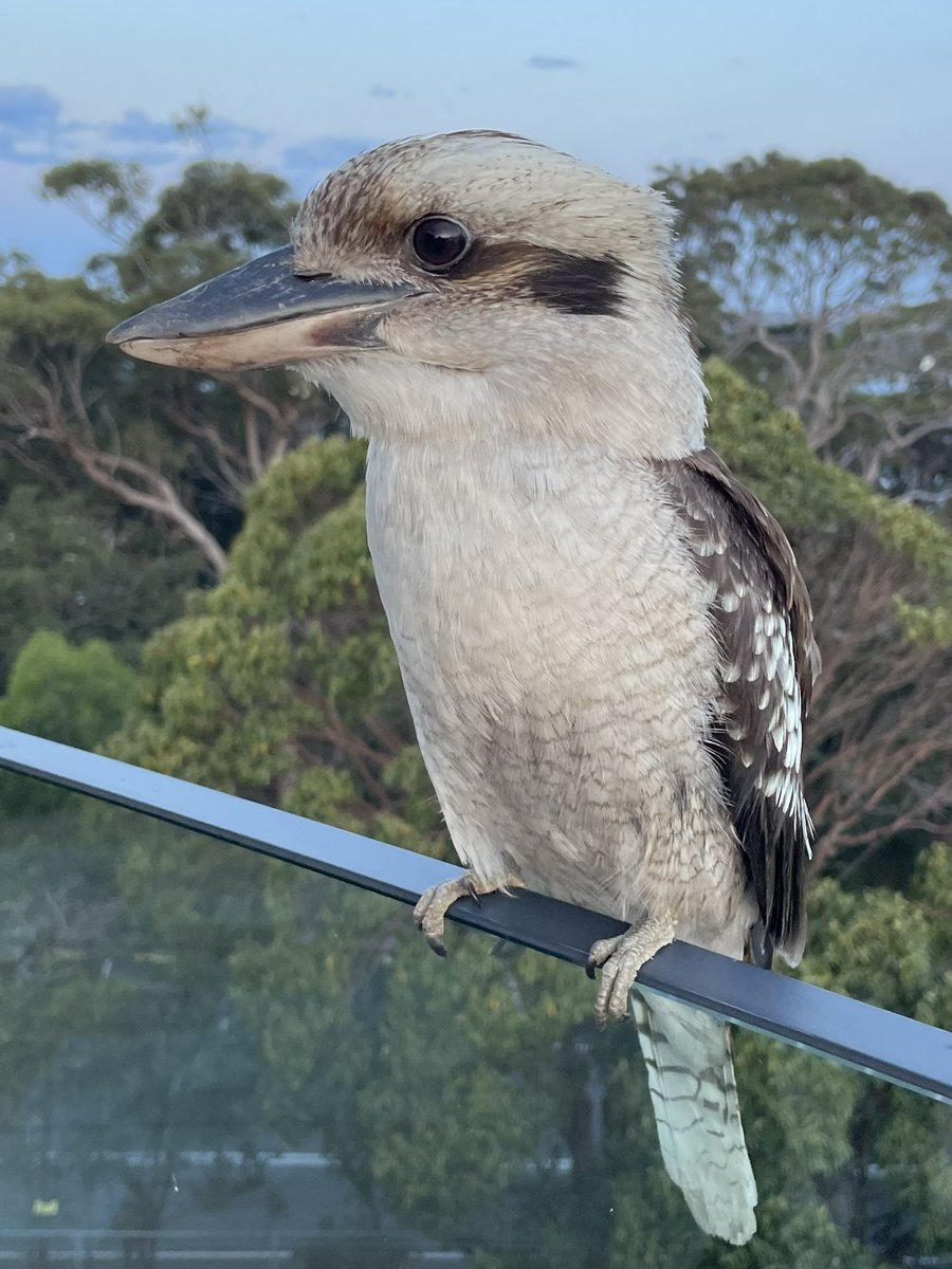 ConvenerNatureP's tweet image. Lovely close encounter in Sydney with a very relaxed #Kookaburra, the iconic Australian supersized kingfisher with the unmistakable &amp;amp; incredibly loud laughing sound that resonates in the Australian forests

Brilliant!