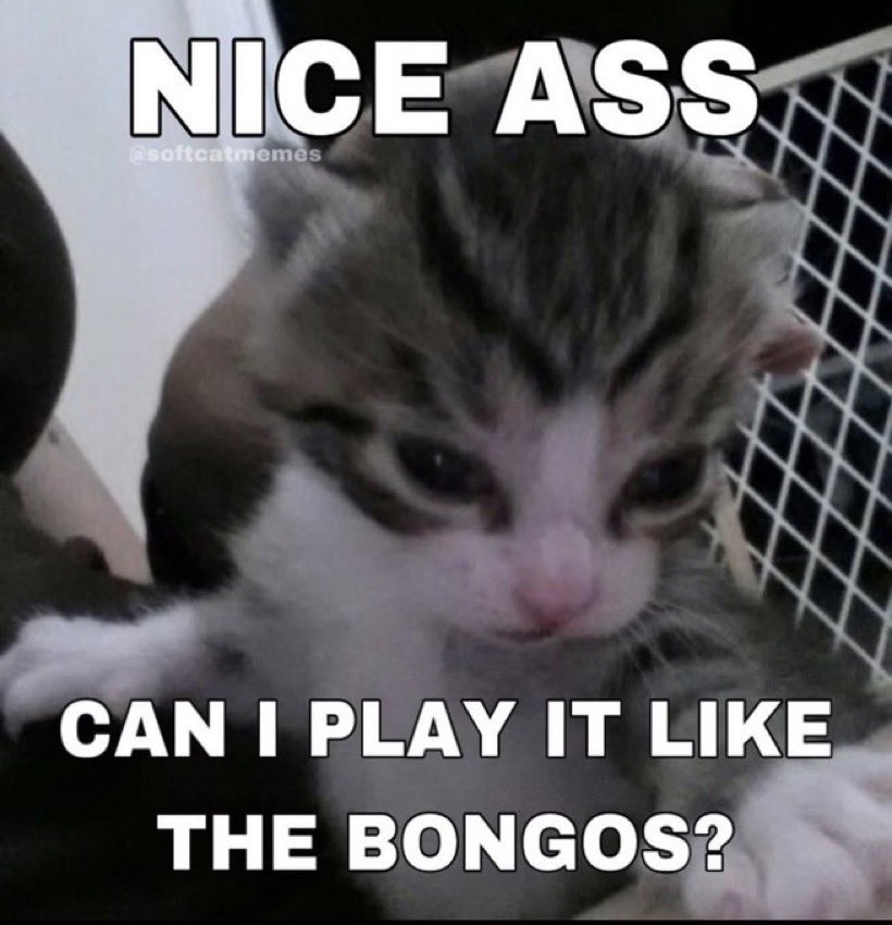 chaotic cats (@chaoticcatpics) on Twitter photo 