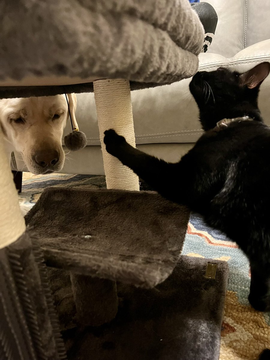 FordandFrida's tweet photo. Ford is feeling left out because he can’t play with Frida’s new toy! #FordandFrida https://t.co/xTa6VGEs5S