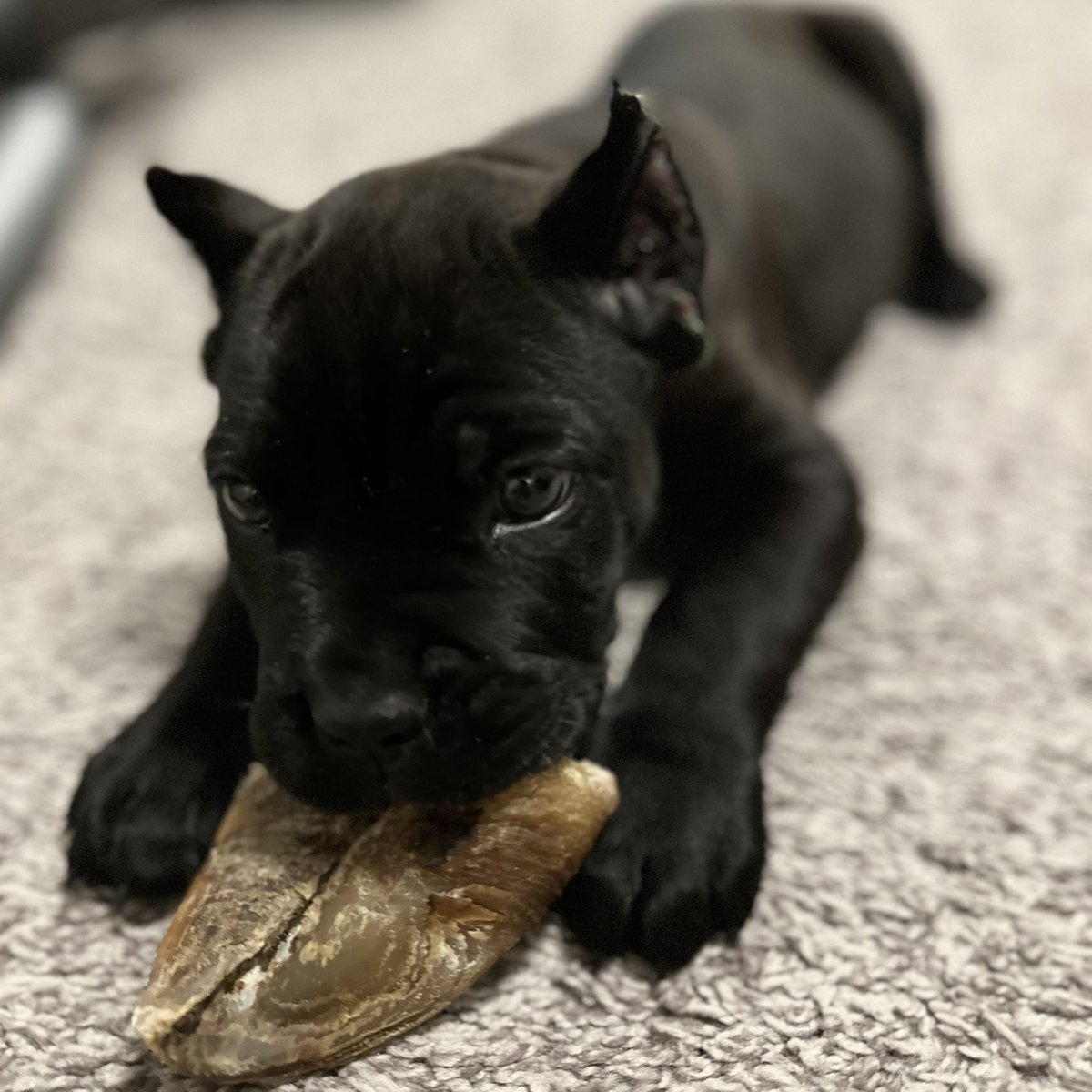 dumpling tweet media