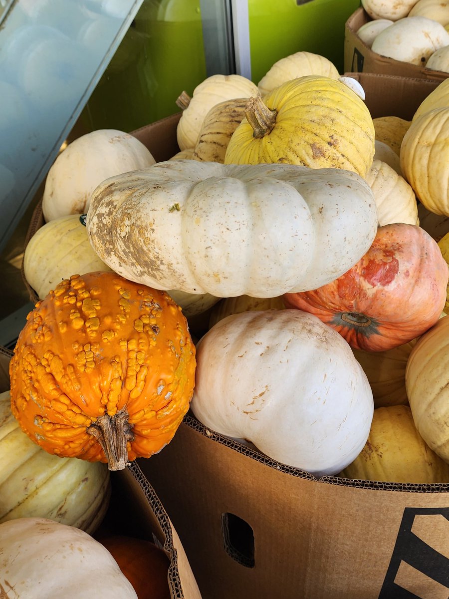 @skulleeroz1217 @cityofmarkham @frankscarpitti @downtownmarkham @markhamlibrary A nice assortment. Some unusual ones at the store
#pumpkins #Halloween2023 #fall