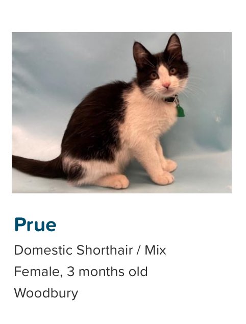 LexiRoseArt's tweet photo. @Catshealdeprsn I like browsing on the humane society website. https://t.co/Scuzgn3B0C
