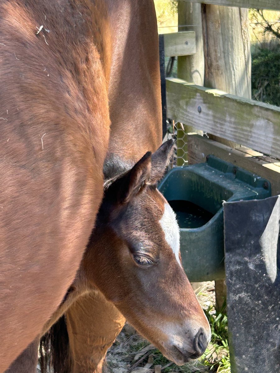 This gorgeous Russian Camelot Filly won’t be hiding under mum for too long.