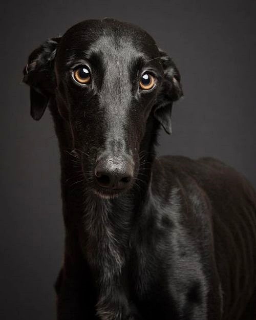 Havilah_V's tweet photo. #FurryFriday:
#FridayThe13th #Friday13th #Black #ColorBlack #BlackBeauty #BlackIsBeautiful #BlackDog #BlackDogs #DogsInCostumes #ItalianGreyhound #BlackItalianGreyhound #Greyhound #BlackGreyhound https://t.co/Xzrt2HM1pK