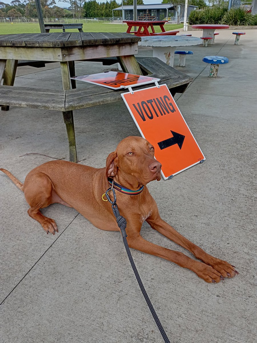 #DogsAtPollingStations 
#VotingDogs
#DogsAtNZPollingStations
#VotingViszla