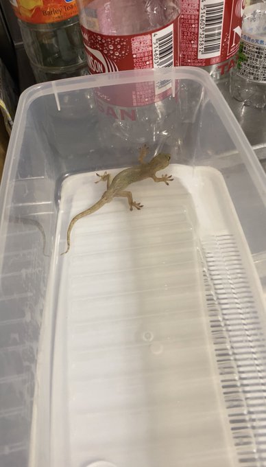 家の中に突如として現れた。。。 その容器にどう入った？ てかうち2階なんだが、、、 https://t.co/rfh116wei5