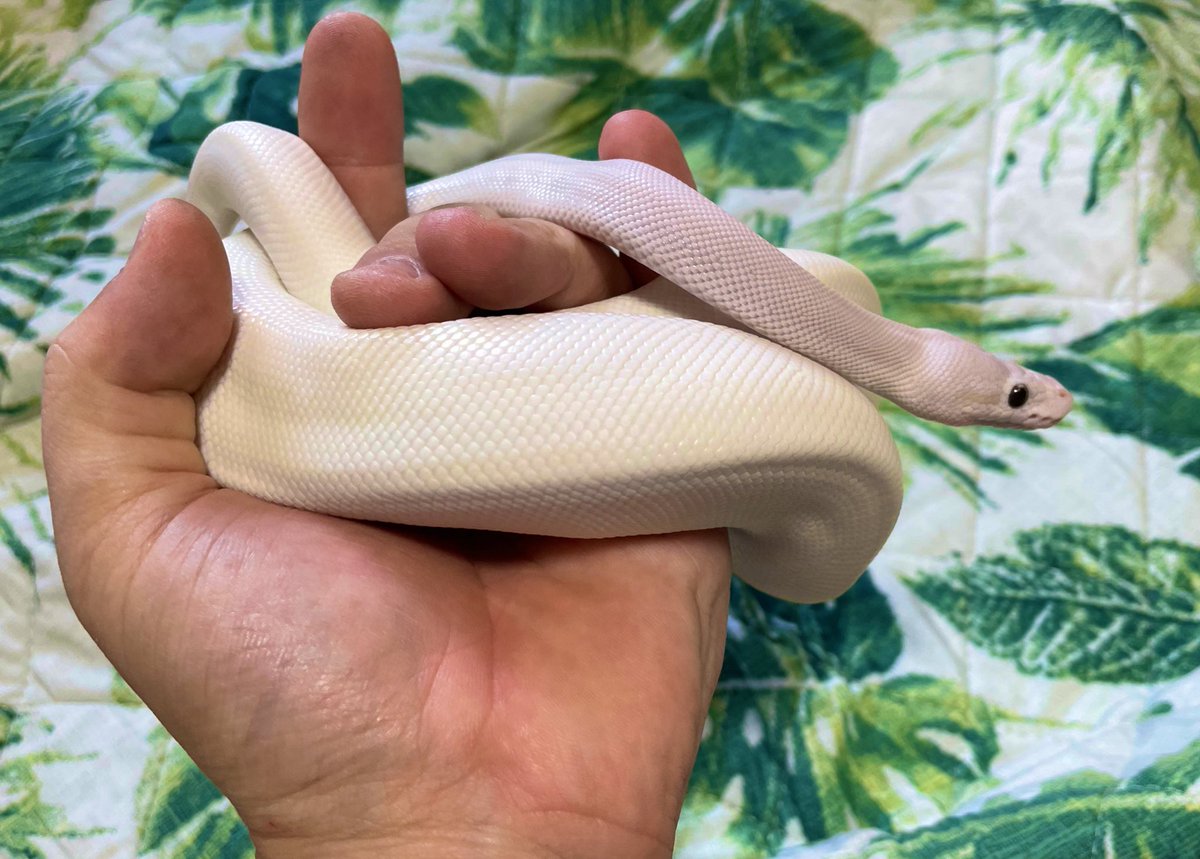 yuki0320maru's tweet photo. おはようございます🥱
#ボールパイソン
#ブルーアイリューシ
#bel
#blueeyelucy
#ballpython
#爬虫類好きさんと繋がりたい https://t.co/wpzSI1UrXI