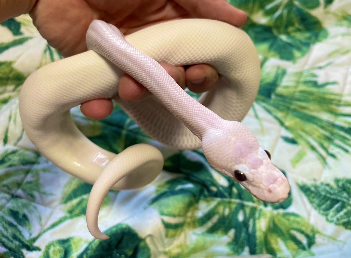 yuki0320maru's tweet photo. おはようございます🥱
#ボールパイソン
#ブルーアイリューシ
#bel
#blueeyelucy
#ballpython
#爬虫類好きさんと繋がりたい https://t.co/wpzSI1UrXI