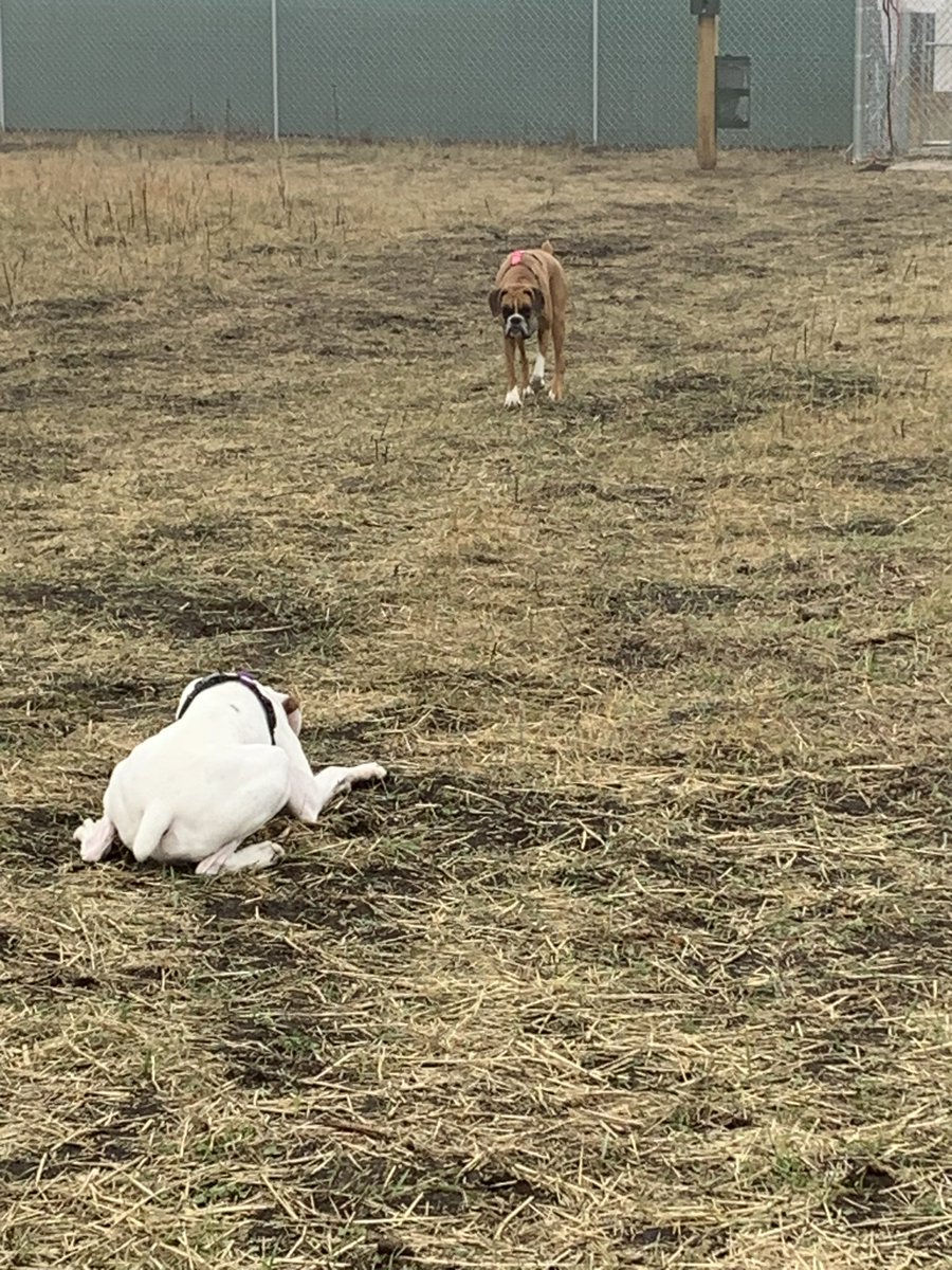 Hamby the hunter. So stealth. 😄 #dogsoftwitter