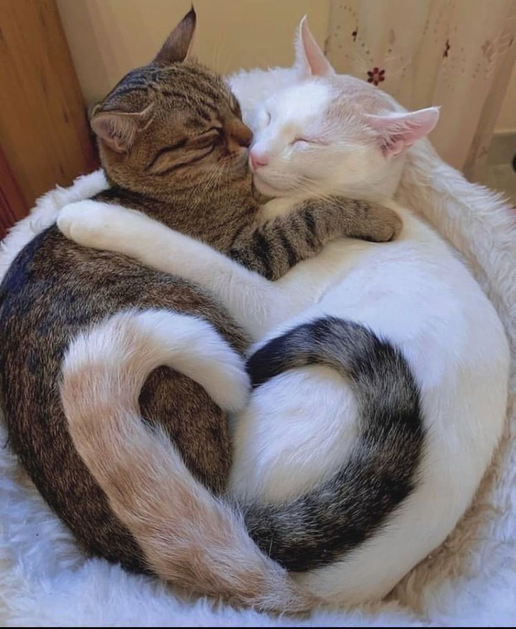 ShouldHaveCat's tweet photo. https://t.co/rGE6uTPgrT