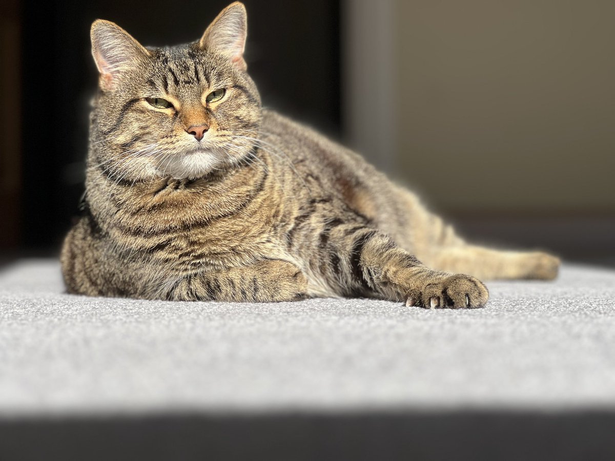 Kate Pearce tweet media