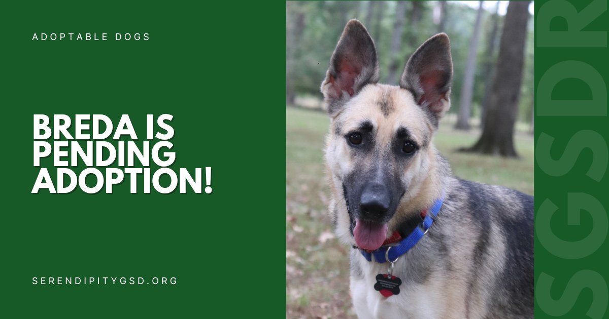 Beautiful Breda is pending adoption! 🥰 Join our fierce little band of rescue volunteers to help more girls like Breda find their happy places in this world. Just go here: 👉bit.ly/FOSTERSGSDR
💚
#SGSDR #STLDogs #STLDogRescue #GSDRescue #GSDLove