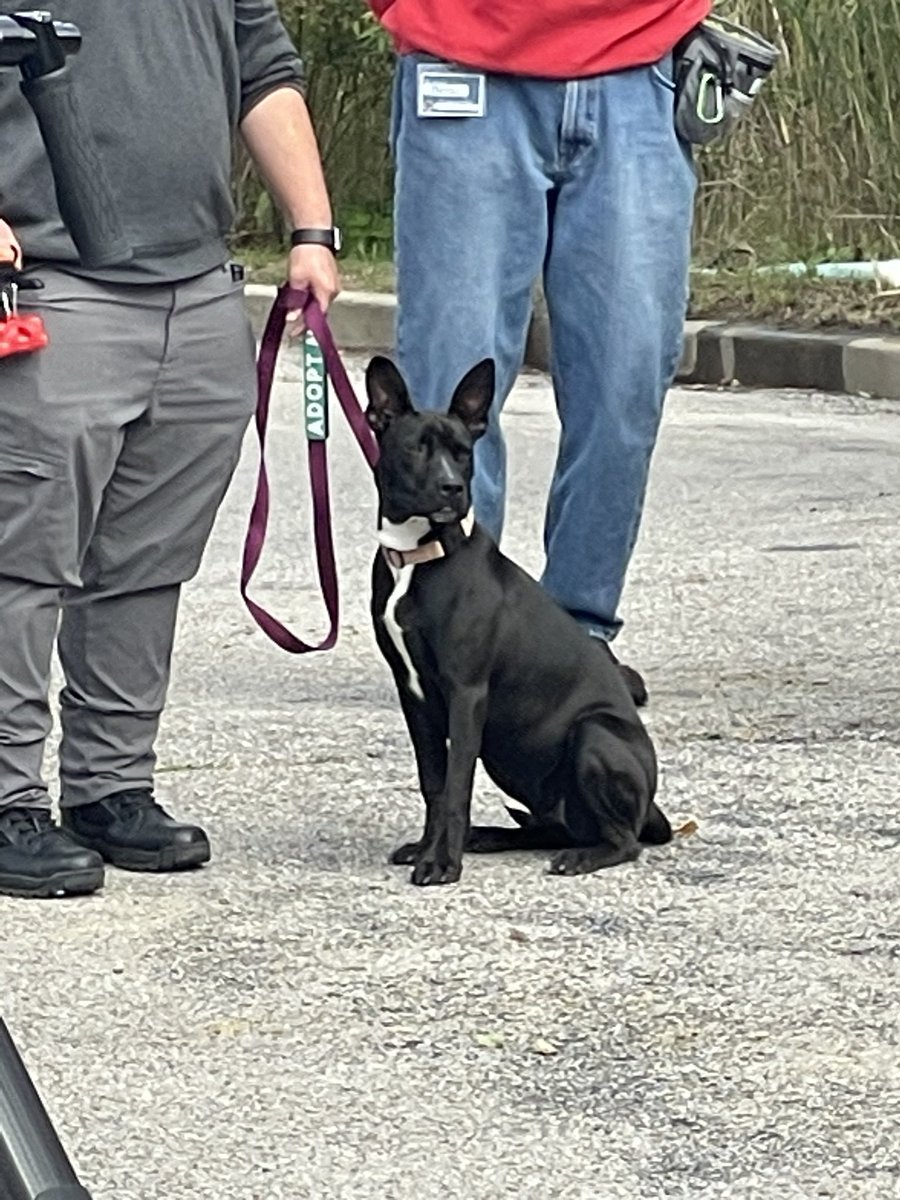 chrisronayne's tweet photo. This is Booberry and Cisco. Their four legged friends 🐕 are getting a new 2,300 sf exercise and visiting center  @ Cuyahoga County Animal Shelter @CuyahogaDogs. Thanks to #TeamCuyahoga for making it happen 🐾 🐾 https://t.co/trXSgT4CZr